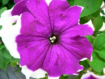 Photo Purple And White Flower Flower