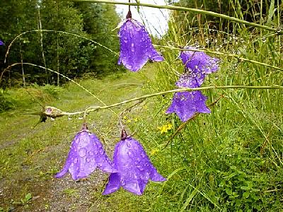 Photo Purple Bells Flower