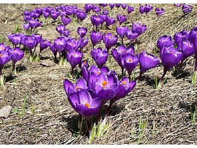 Photo Purple Crocus Flower