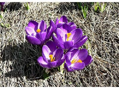 Photo Purple Crocus 2 Flower