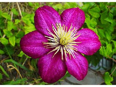 Photo Purple Flower Flower