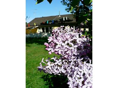 Photo Purple Lilac Flower