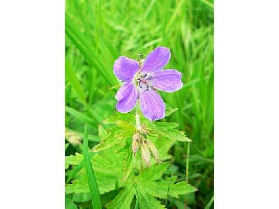 Photo Purple Wild Flower Flower
