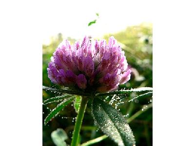 Photo Red Clover Flower