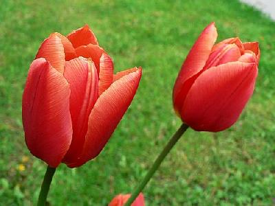 Photo Red Tulips Flower