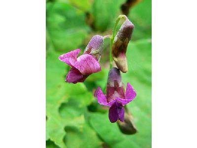 Photo Spring Vetchling Flower