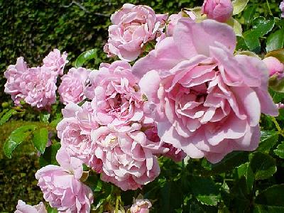 Photo The Queen Of Sweden Roses Pink Flower