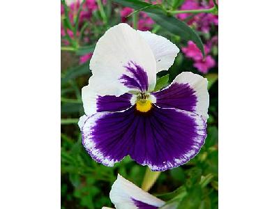 Photo White And Purple Flower Flower