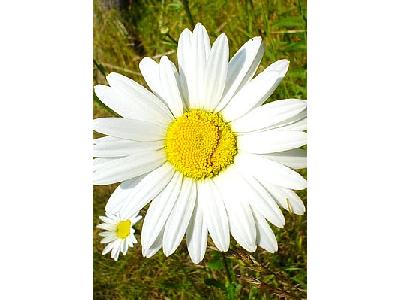 Photo White Daisy Flower