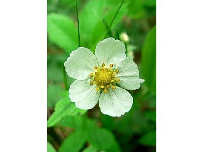 Photo Wild Strawberry Flower Flower