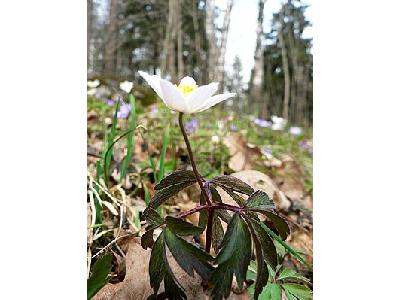 Photo Wood Anemone Flower