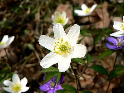 Photo Wood Anemone 2 Flower