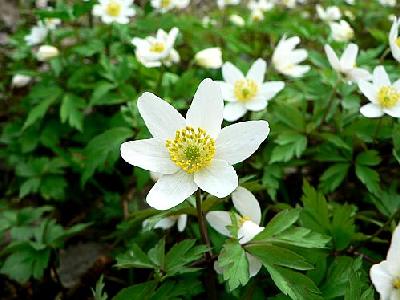 Photo Wood Anemone 3 Flower