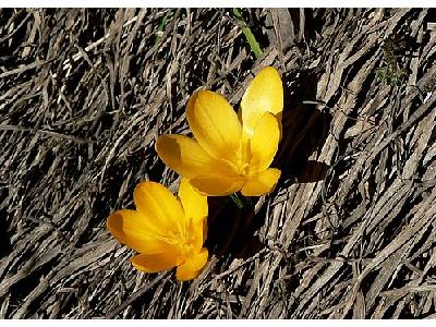 Photo Yellow Crocus Flower