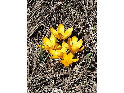 Photo Yellow Crocus 2 Flower