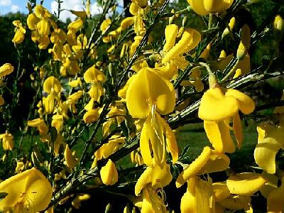 Photo Yellow Garden Flowers Flower