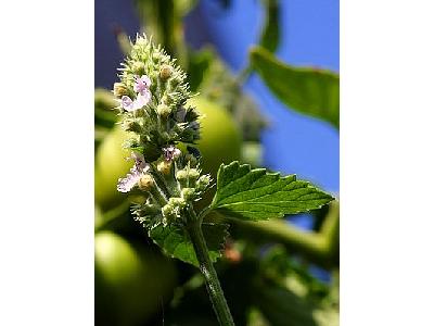 Photo Catnip Blossoms Flower