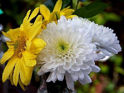 Photo Chrysanthemum Flower
