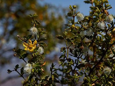 Photo Creosote Bush Flower