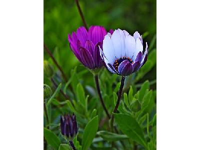 Photo Daisies Flower