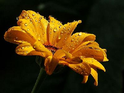 Photo Daisy With Raindrops Flower