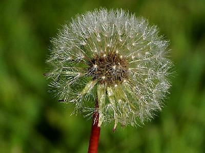 Photo Dandelion Flower