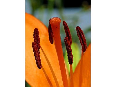 Photo Day Lilies Flower