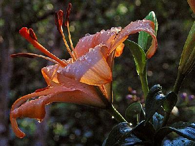 Photo Day Lily Flower