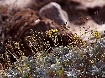 Photo Desert Flowers Flower