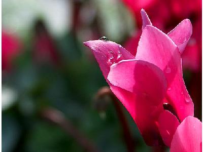 Photo Dew Drops On Flower Flower