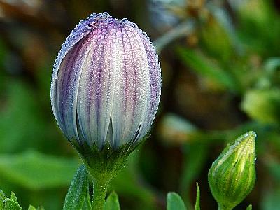 Photo Flower Dew Flower