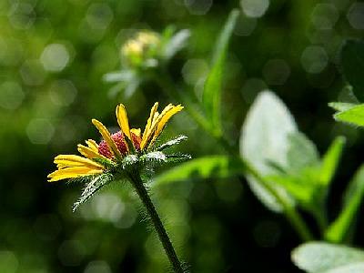 Photo Flower Macro Flower