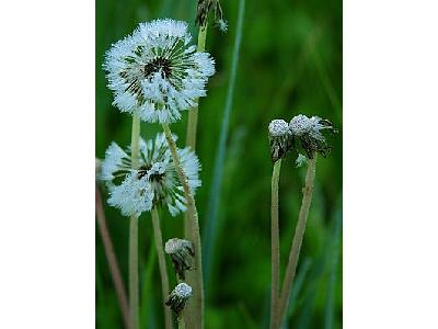 Photo Fluffy Flower