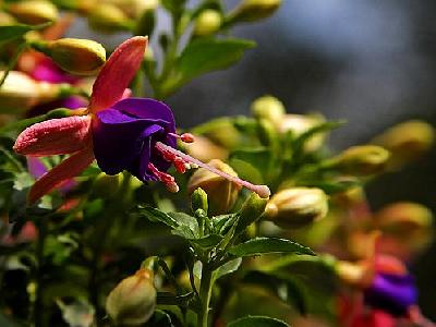 Photo Fuschia Flower