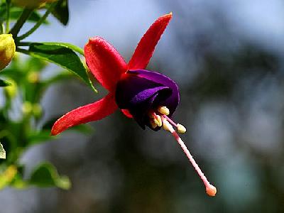 Photo Fuschia 2 Flower