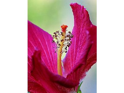 Photo Hibiscus Flower