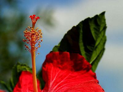 Photo Hibiscus 2 Flower