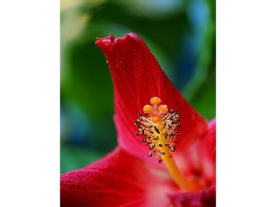 Photo Hibiscus 4 Flower