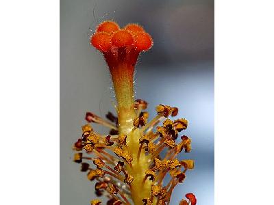 Photo Hibiscus Pistil Flower