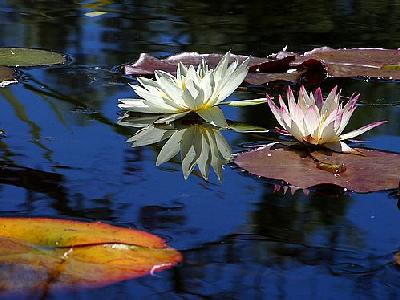 Photo Lotus Flower