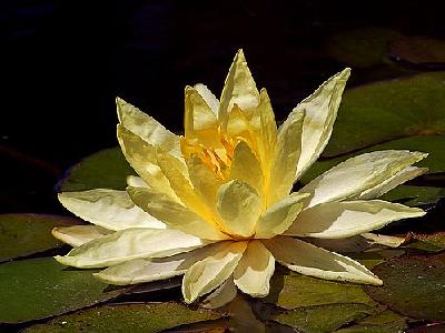 Photo Lotus Blossom Flower