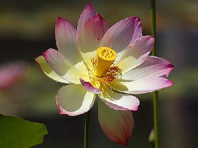 Photo Lotus Flower 3 Flower