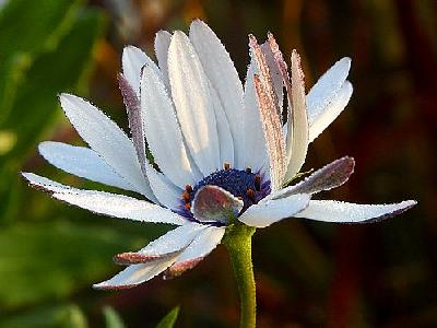 Photo Morning Dew Flower