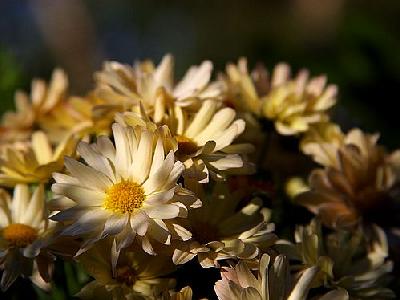 Photo Morning Flowers Flower