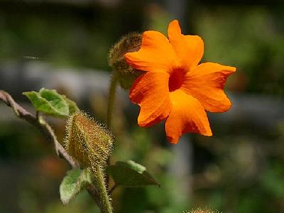 Photo Orange Flower Flower