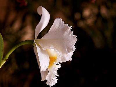 Photo Orchid Petals Flower