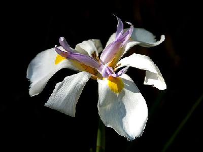 Photo Orchids Flower