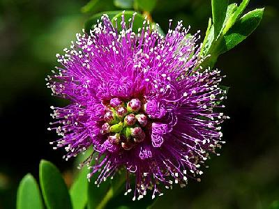 Photo Pink Flower Flower