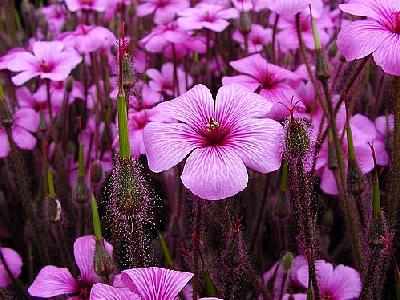 Photo Pink Flowers Flower