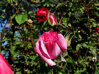 Photo Pink Rose Flower